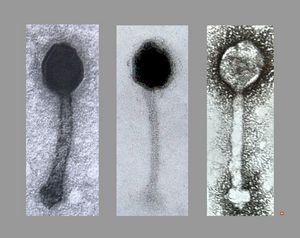 staphylococcal bacteriophage staphylococcal bacteriophage